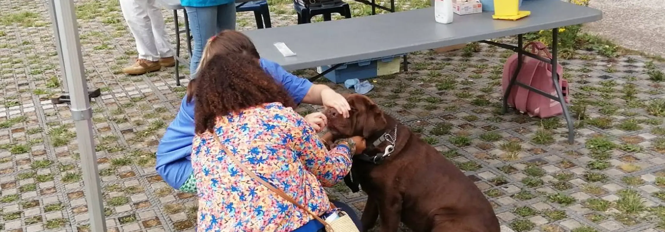 Image présentation Stop aux déjections canines !